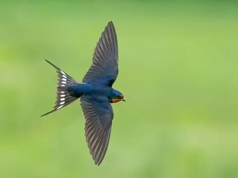 The Annual Return of the Barn Swallow