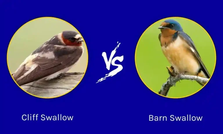 Barn and Cliff Swallows