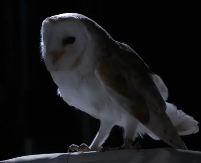 Barn Owls