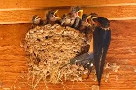 Barn Swallows, The Shelf That Works